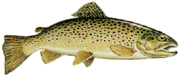 trout